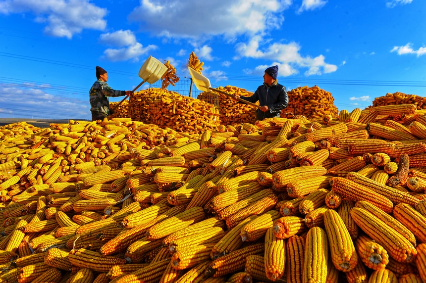 双鸭山市宝清县胜利村村民收获玉米。