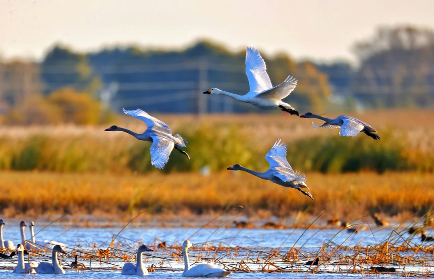 黑龙江齐齐哈尔：湿地迎来南迁候鸟群