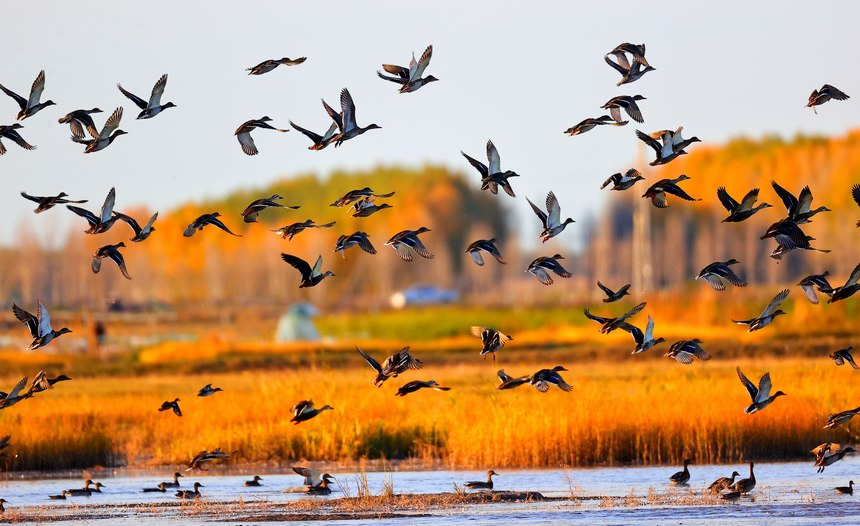 黑龙江齐齐哈尔：湿地迎来南迁候鸟群