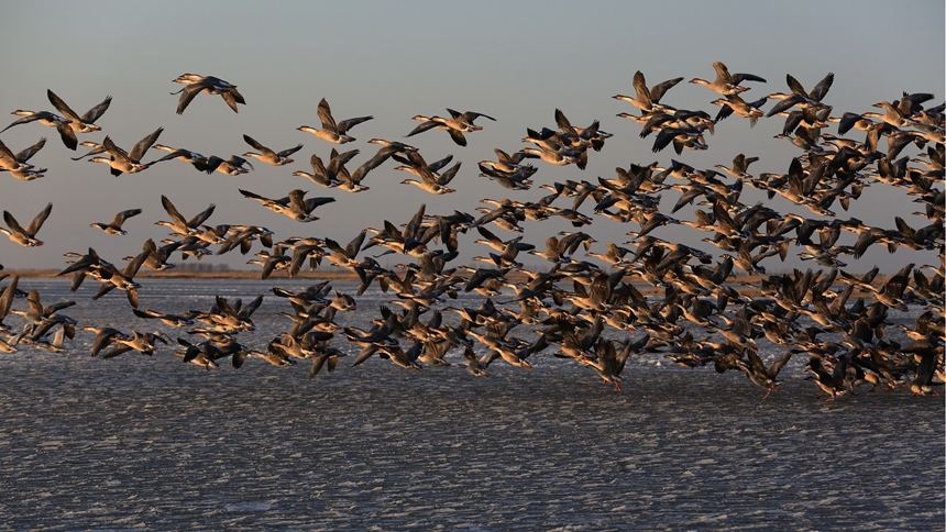 黑龍江寶清：南遷候鳥競相駐足 雁窩島濕地迎來“萬鳥翔集” 