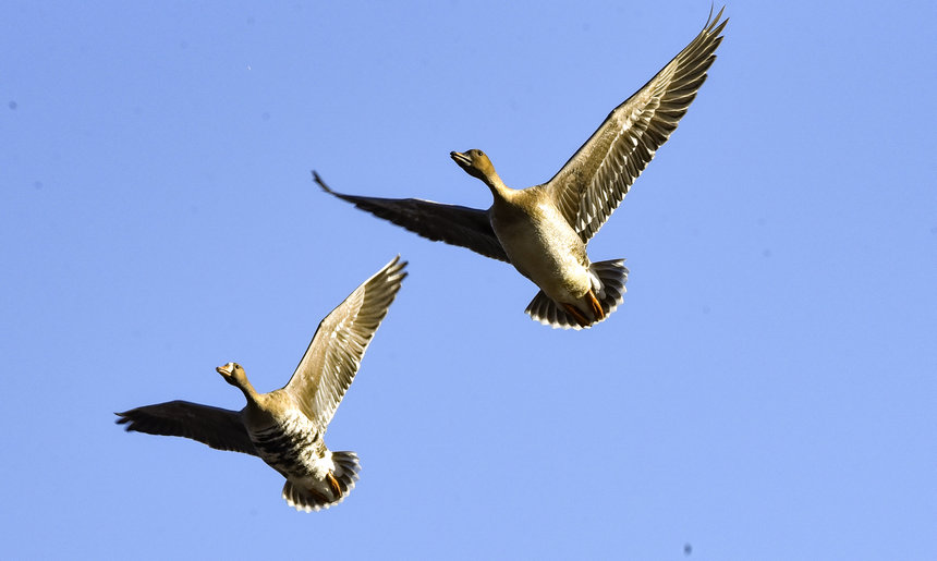 壯觀！數十萬隻候鳥翔集黑龍江迎春林區