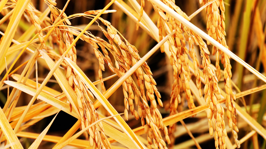 北大荒集團八五一一農場有限公司金黃的水稻成熟了。崔倫震攝
