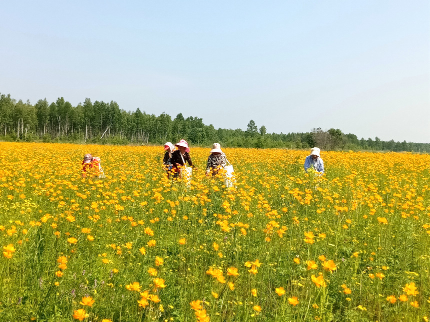 大兴安岭地区呼玛县漫山遍野的金莲花竞相盛开，为当地中药材产业注入活力。王鹏展摄