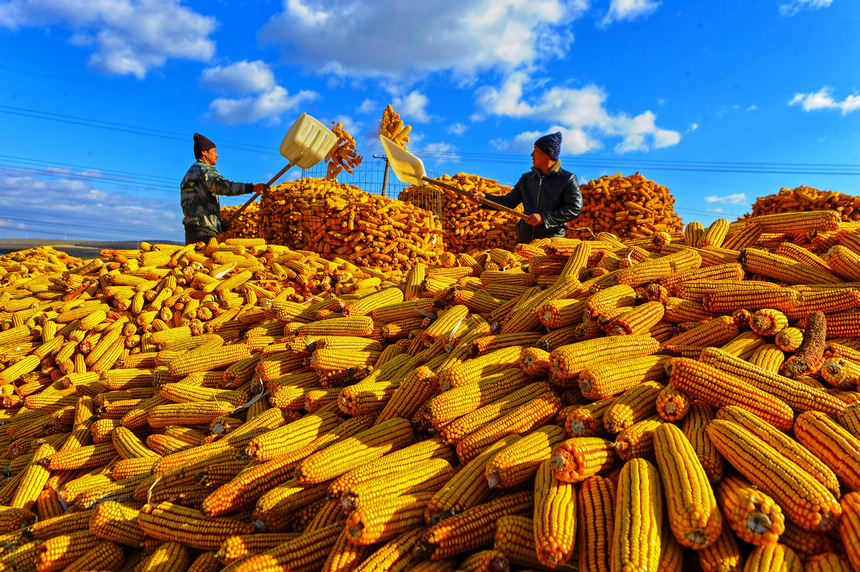 双鸭山市宝清县胜利村玉米丰收绘就金色图景。吴永江摄