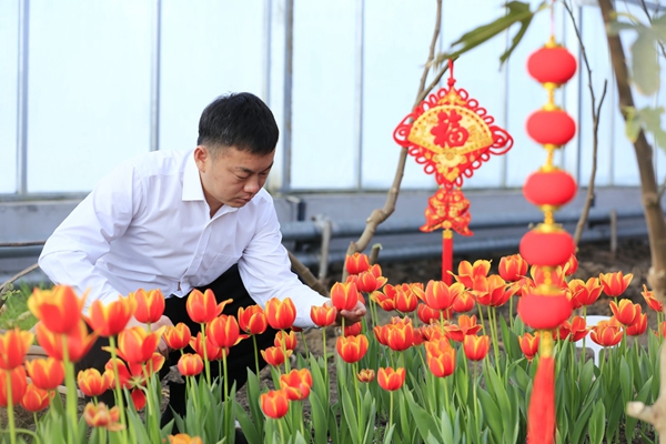 22日，呼玛县最低气温零下47.6摄氏度，县农业科技示范园区的智能温室大棚内鲜花盛开