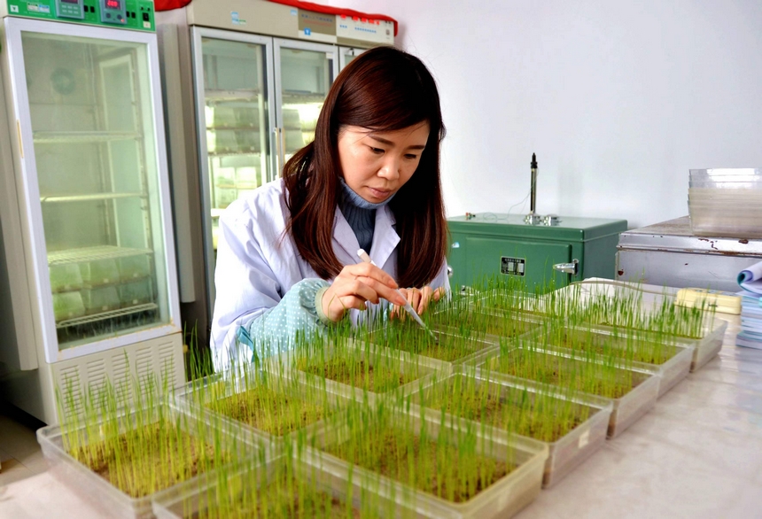 北大荒集团勤得利农场科技人员进行发芽试验。刘江 摄 