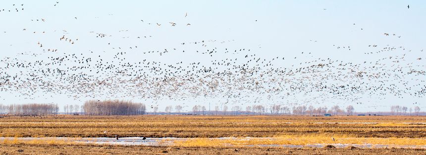 黑龙江集贤：安邦河国家湿地公园迎来候鸟迁飞季