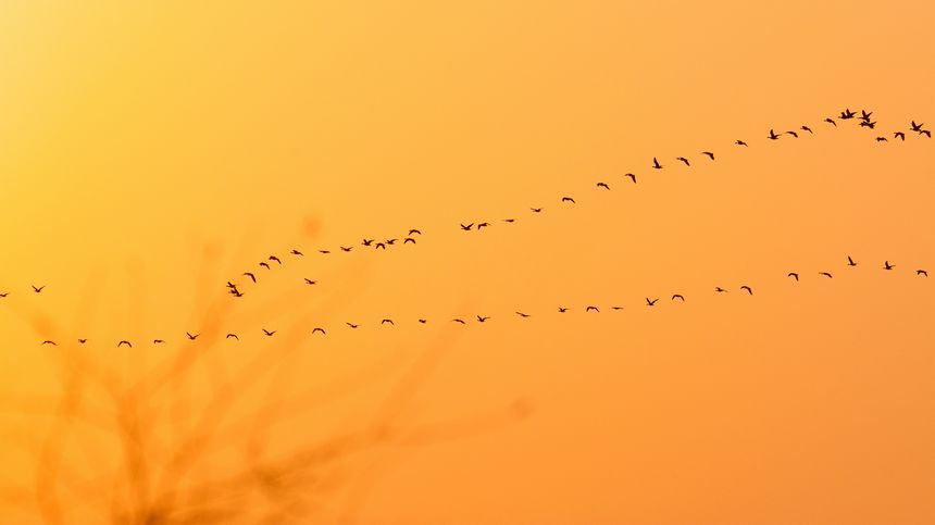 黑龙江集贤：安邦河国家湿地公园迎来候鸟迁飞季