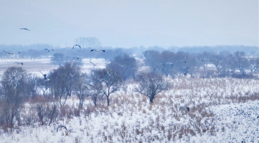 黑龍江饒河：烏蘇裡江濕地候鳥上演“冰雪之舞”