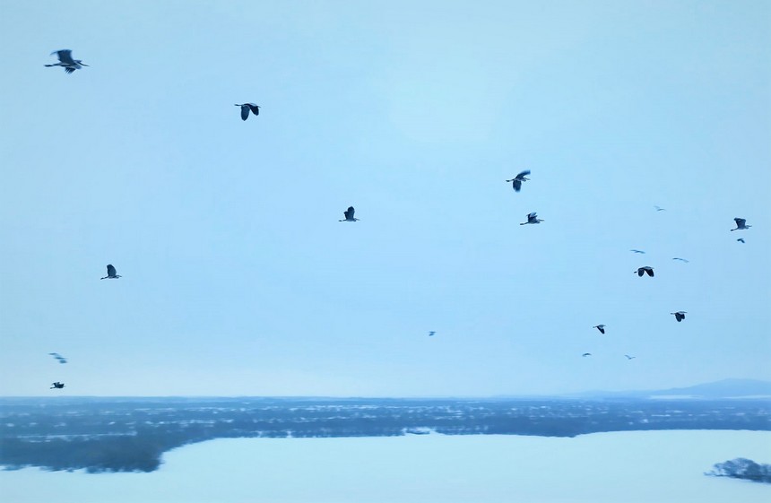黑龍江饒河：烏蘇裡江濕地候鳥上演“冰雪之舞”