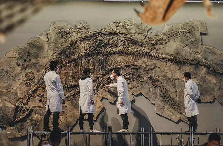 由于化石体型巨大，修复师需要站在高处工作。贾磊摄