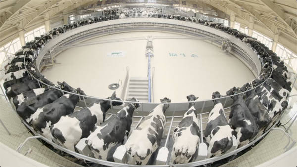 黑龙江飞鹤乳业有限公司奶牛挤奶车间。 黑龙江飞鹤乳业有限公司供图