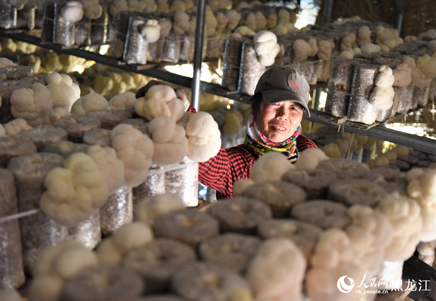 菌農正在採摘猴頭菇。人民網記者蘇靖剛攝