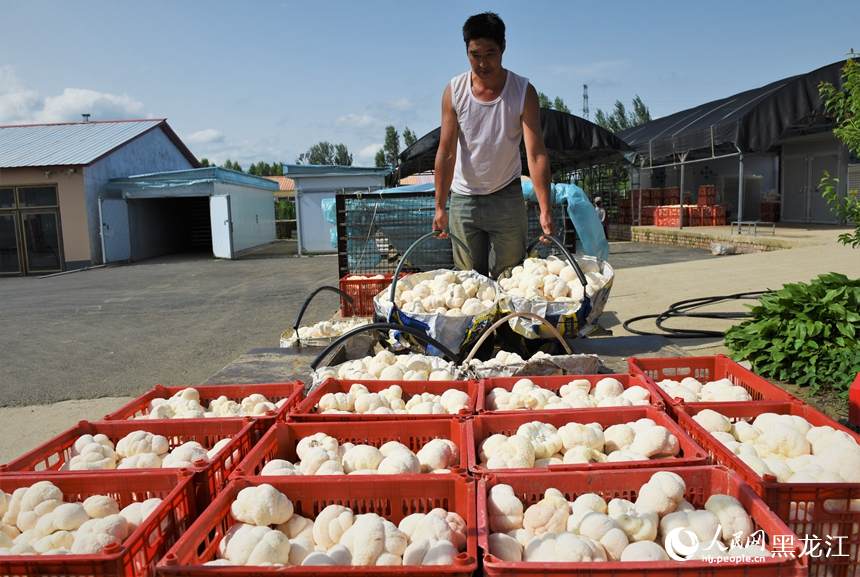 菌農正在裝運採收的猴頭菇。人民網記者蘇靖剛攝