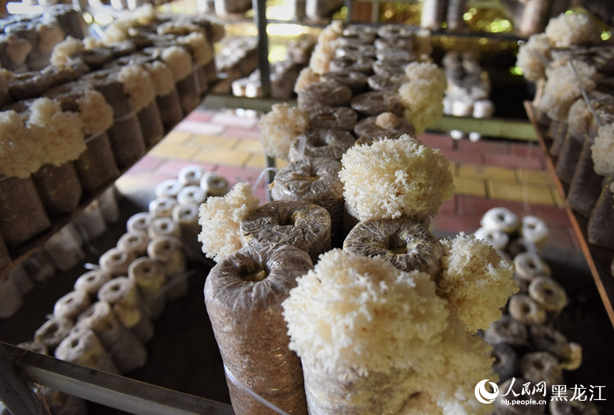 新培育品種珊瑚狀猴頭菇。人民網記者蘇靖剛攝