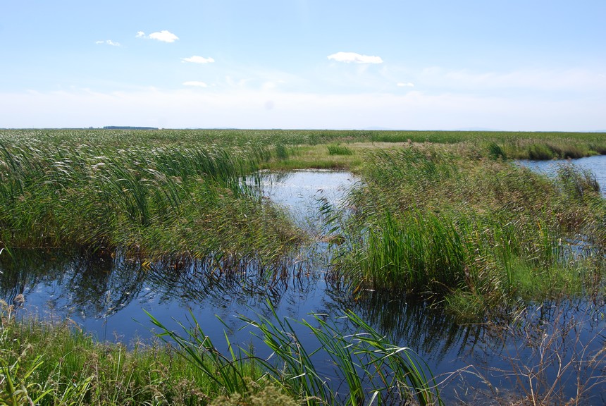 黑龍江富錦：共繪“百鳥翔集”最美生態畫卷