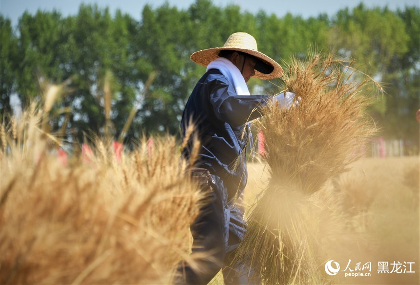 黑龙江建三江：小麦开镰收割忙 又是一年好“丰”景