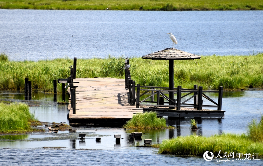 黑龙江千鸟湖：优质生态成就“鸟类天堂”