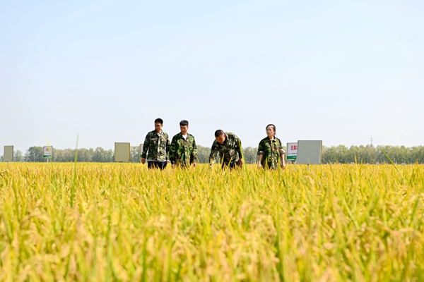 6686 SPORTS北大荒集团梧桐河农场24万亩水稻长势喜人