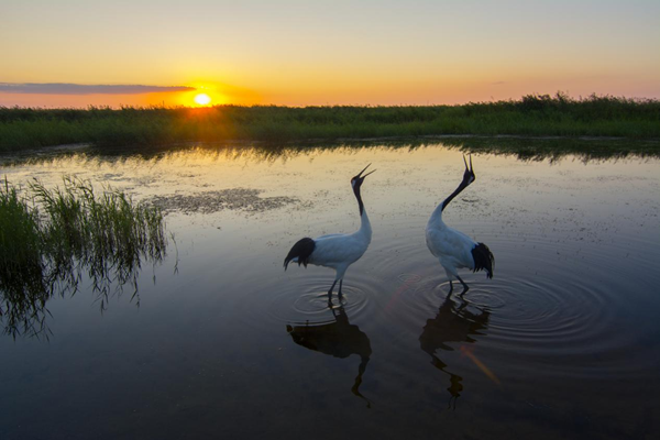 扎龙湿地内美丽的丹顶鹤。赵进 摄