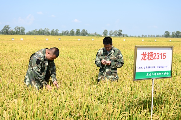 農業科技推廣人員查看水稻種子長勢情況。王艷攝