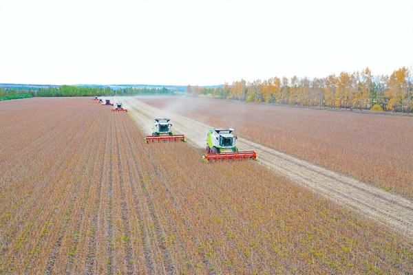 嫩江农场有限公司大豆收获现场。庄天宇摄