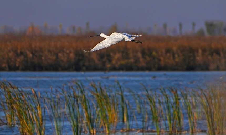 黑龙江宝清：七星河国家级自然保护区十余万只候鸟陆续南迁