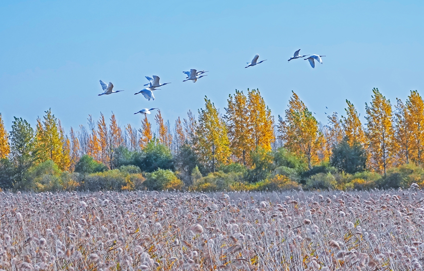 黑龙江宝清：七星河国家级自然保护区十余万只候鸟陆续南迁