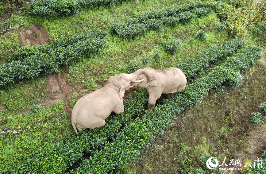 两头亚洲象在茶地里嬉戏。王思崎摄