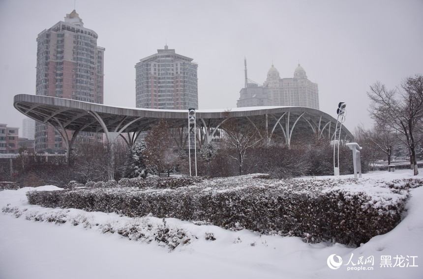 11月22日，哈爾濱市出現降雪天氣。人民網記者 蘇靖剛攝