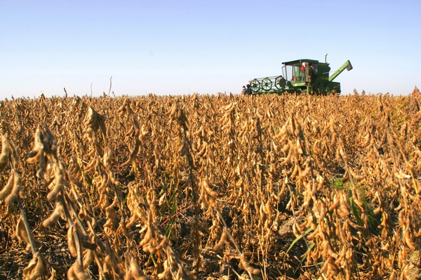 富锦市大豆喜获丰收。富锦市委宣传部供图