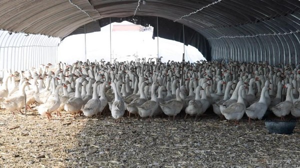 嫩江鹅产业逐步形成规模养殖。黑河市委宣传部供图