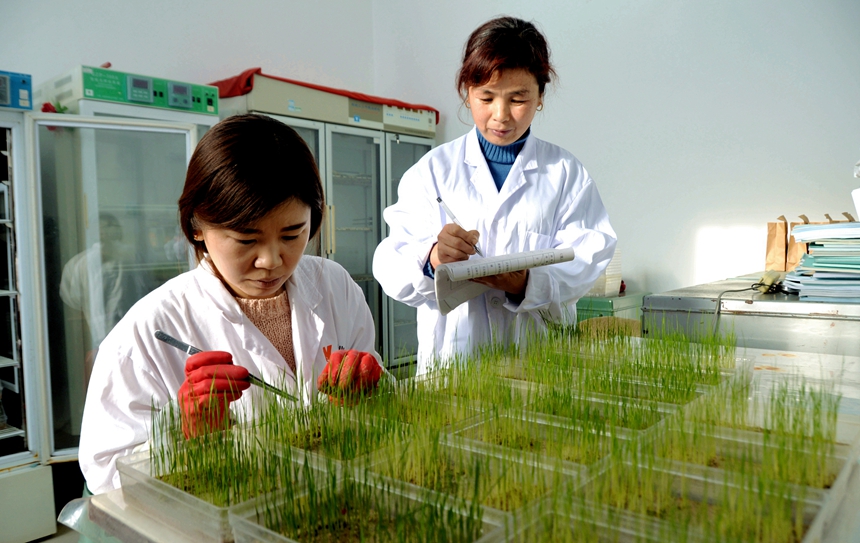 北大荒农业股份勤得利分公司技术人员进行水稻良种发芽试验。刘江摄