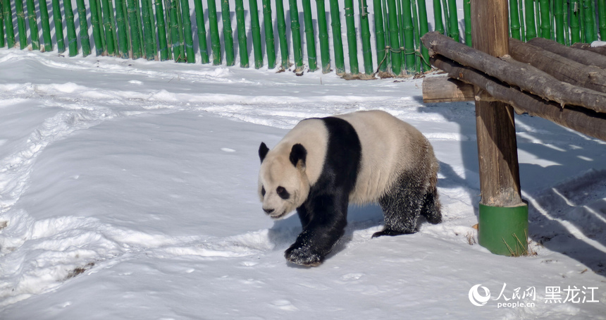 在黑龙江亚布力看大熊猫雪地“撒欢儿”