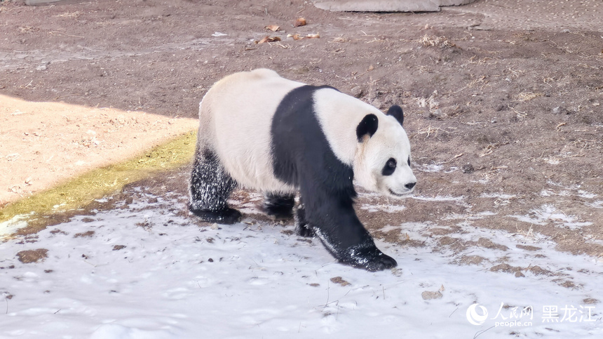 在黑龍江亞布力看大熊貓雪地“撒歡兒”