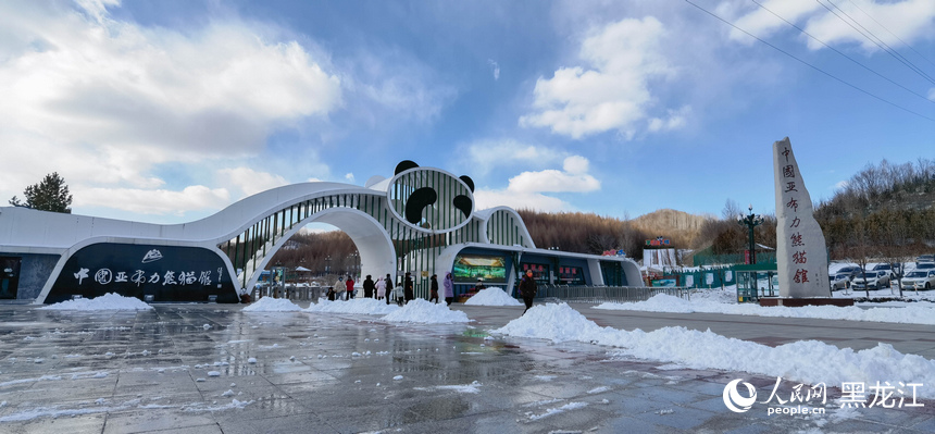 在黑龙江亚布力看大熊猫雪地“撒欢儿”