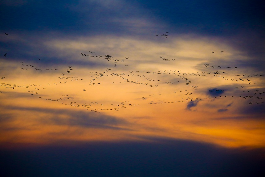 牡丹江寧安：生態環境好 鳥兒翩然來