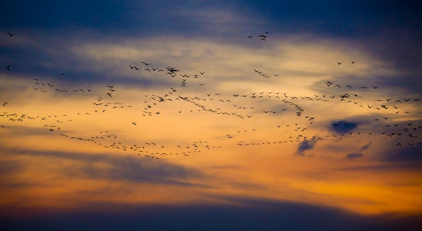 牡丹江寧安：生態環境好 鳥兒翩然來