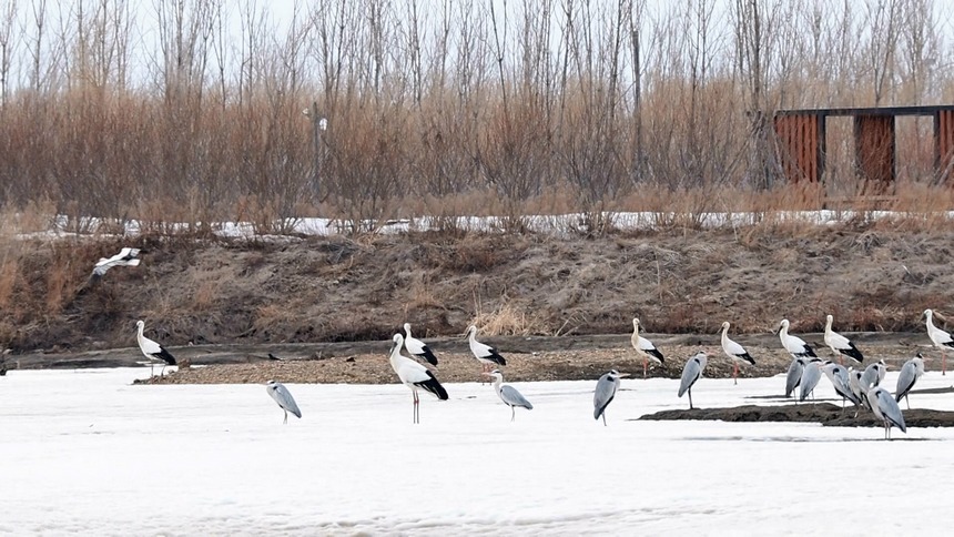 三江国家级自然保护区迎来大批回迁候鸟
