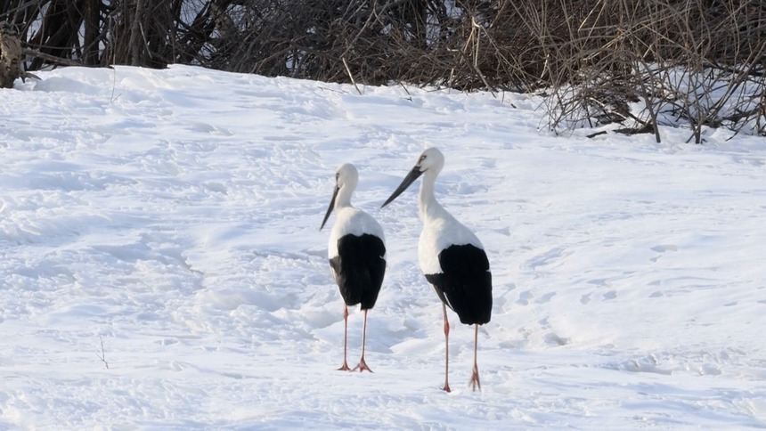 三江国家级自然保护区迎来大批回迁候鸟