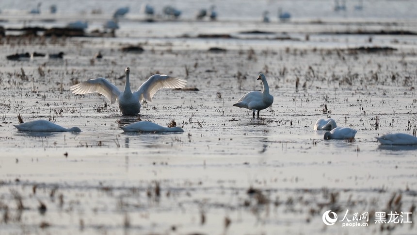 興凱湖畔迎來小天鵝遷徙種群
