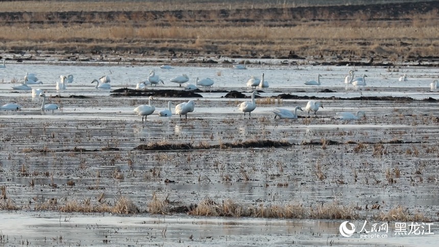 興凱湖畔迎來小天鵝遷徙種群