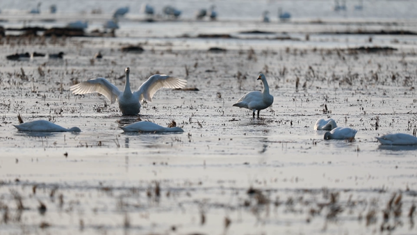 興凱湖畔迎來小天鵝遷徙種群。