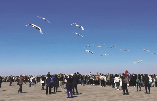 扎龙生态旅游区游客们踏青赏鹤。