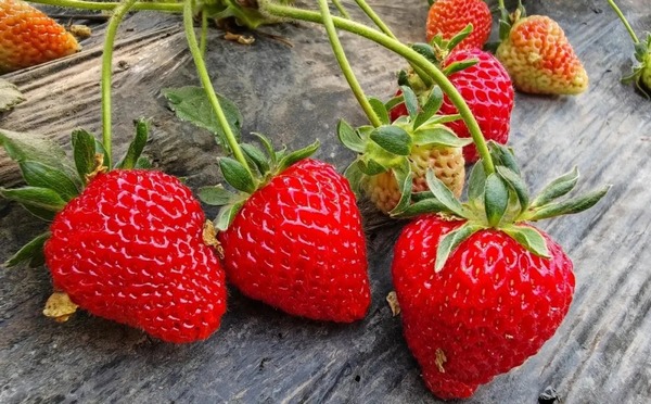 一颗颗草莓等待采摘。