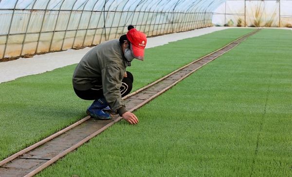 北大荒农业股份江滨分公司水稻育秧大棚内生机盎然。