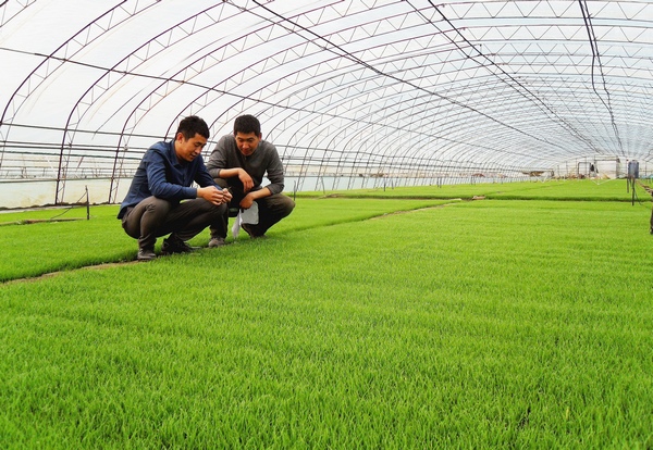 技术人员查看水稻秧苗长势。