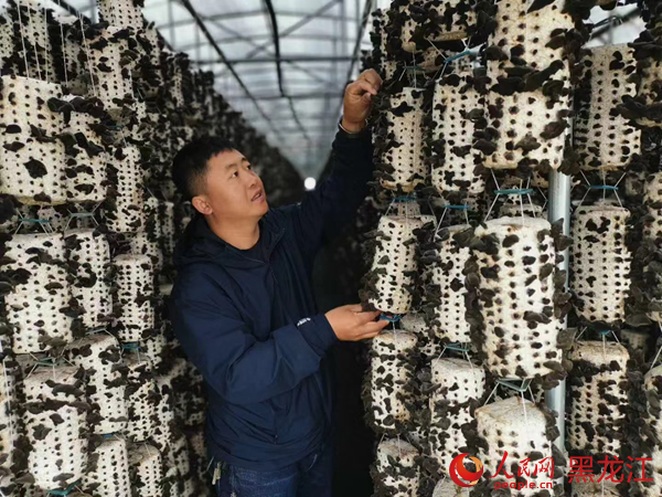 汤原县香兰镇新建村食用菌产业园区。人民网记者 张哲鑫摄