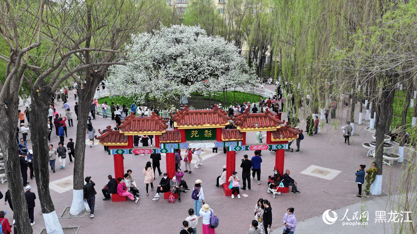 浪漫“尔滨”：市民游客春日“追花”