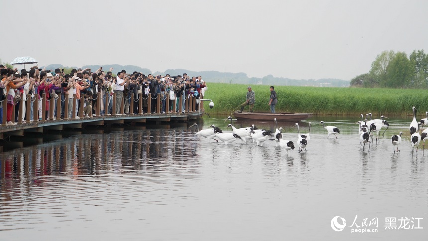 旅发看“鹤城”丨在扎龙国家级自然保护区看丹顶鹤惬意栖息